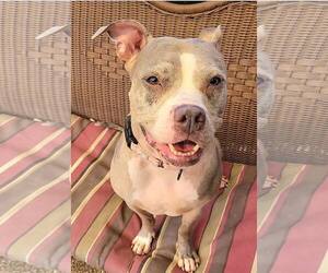 American Pit Bull Terrier-Unknown Mix Dogs for adoption in Millersville, MD, USA