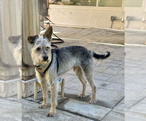 Miniature Schnauzer-Unknown Mix Dogs for adoption in Mission Viejo, CA, USA
