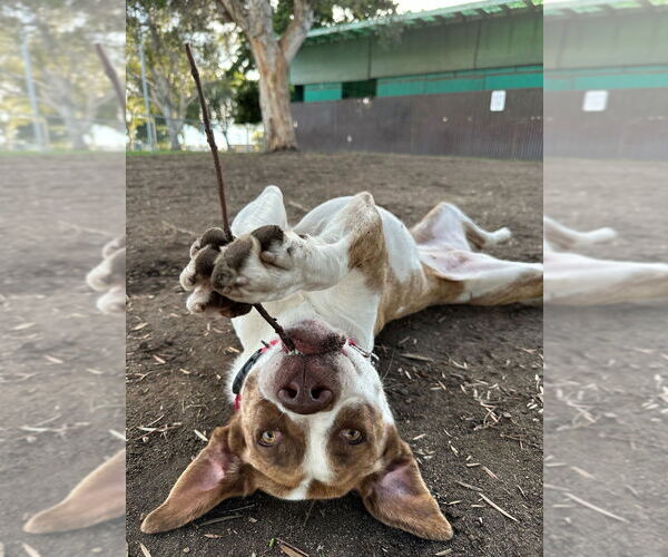 Medium Photo #9 Boxer Puppy For Sale in San Diego, CA, USA
