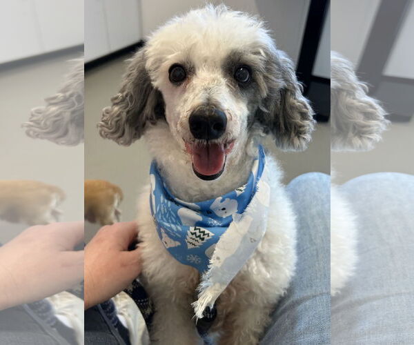 Medium Photo #1 Poodle (Standard)-Unknown Mix Puppy For Sale in Gibbstown, NJ, USA