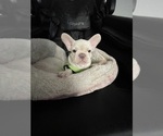 Small Photo #37 French Bulldog Puppy For Sale in SAN BERNARDINO, CA, USA