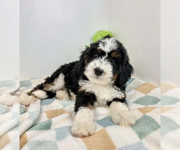 Medium Photo #5 Miniature Bernedoodle Puppy For Sale in FRANKLIN, IN, USA