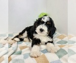 Small #4 Miniature Bernedoodle