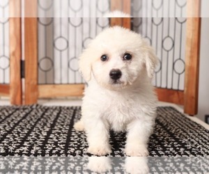 Poochon Puppy for sale in NAPLES, FL, USA