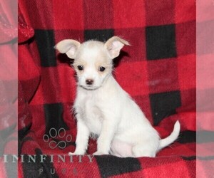 Shih-Poo-Unknown Mix Puppy for sale in OXFORD, PA, USA