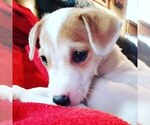 Small Photo #1 Jack Russell Terrier Puppy For Sale in WATERFORD, CT, USA