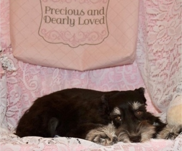 Medium Photo #6 Schnauzer (Miniature) Puppy For Sale in CASSVILLE, MO, USA