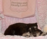 Small Photo #6 Schnauzer (Miniature) Puppy For Sale in CASSVILLE, MO, USA