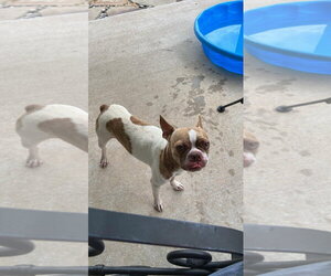 Toby - Male Boston Terrier Dog for Adoption - Photo #7