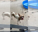 Small Photo #7 Boston Terrier Puppy For Sale in Little Elm, TX, USA