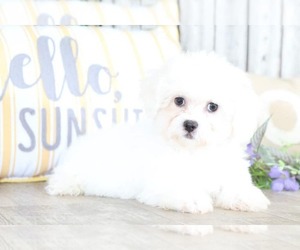 Yorkshire Terrier Puppy for sale in MOUNT VERNON, OH, USA