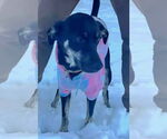 Small #2 Mutt