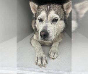 Siberian Husky Dogs for adoption in Houston, TX, USA