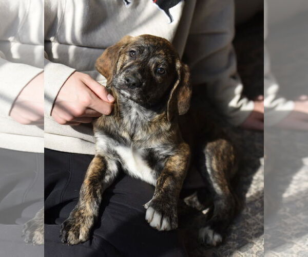 Medium Photo #2 Mutt Puppy For Sale in Mechanicsburg, PA, USA