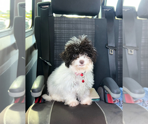 Cavapoo Puppy for sale in JEFFERSONVILLE, IN, USA