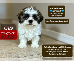 Shih Tzu Puppy for sale in TUCSON, AZ, USA