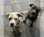 Small #4 American Staffordshire Terrier-Boxer Mix