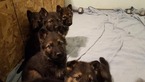 Small Photo #2 German Shepherd Dog Puppy For Sale in SPOKANE, WA, USA