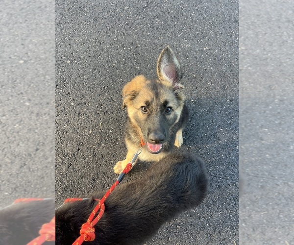Medium Photo #6 German Shepherd Dog Puppy For Sale in LEHIGH ACRES, FL, USA