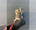 Small #5 German Shepherd Dog