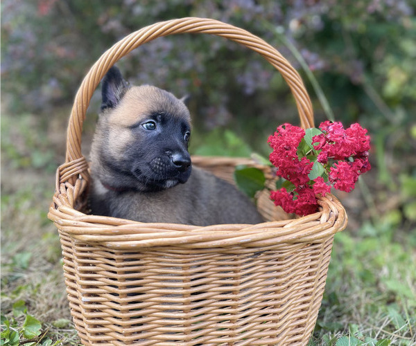 Medium Photo #13 Belgian Malinois Puppy For Sale in S CHARLESTON, WV, USA