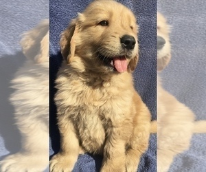 Golden Retriever Puppy for sale in SANTA ANA, CA, USA