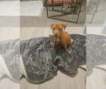 Small #11 American Staffordshire Terrier-Rhodesian Ridgeback Mix