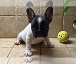 Small #3 French Bulldog