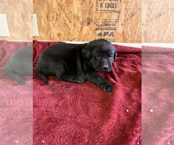 Medium Photo #4 Labrador Retriever Puppy For Sale in SABETHA, KS, USA