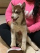 Small Photo #8 Siberian Husky Puppy For Sale in IRVING, TX, USA