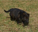 Small #1 German Shepherd Dog