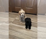 Small Photo #1 Maltipoo Puppy For Sale in APPLE VALLEY, CA, USA