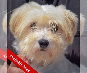 Havanese Dogs for adoption in Huntley, IL, USA