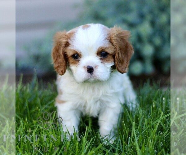 Medium Photo #1 Cavalier King Charles Spaniel Puppy For Sale in CHRISTIANA, PA, USA