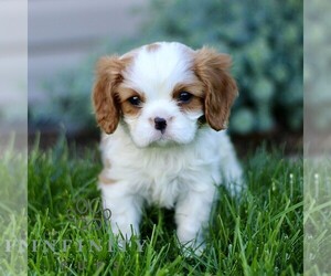 Cavalier King Charles Spaniel Puppy for sale in CHRISTIANA, PA, USA