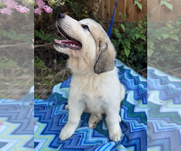 Medium Photo #5 Great Pyrenees Puppy For Sale in Spring, TX, USA