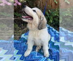 Small #4 Great Pyrenees