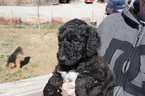 Small Photo #4 Airedoodle Puppy For Sale in FORT WORTH, TX, USA