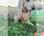 Small Photo #14 Goldendoodle Puppy For Sale in ALLENDALE, MI, USA