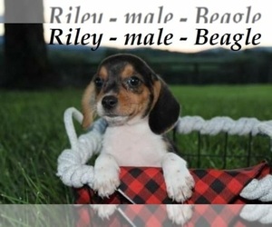 Beagle Puppy for sale in ALPHA, KY, USA