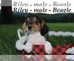 Image preview for Ad Listing. Nickname: Riley