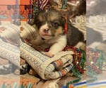 Small Photo #1 Pembroke Welsh Corgi Puppy For Sale in BEMIDJI, MN, USA
