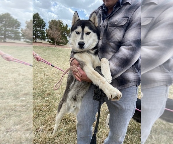Medium Photo #1 Akita-Siberian Husky Mix Puppy For Sale in BLACK FOREST, CO, USA