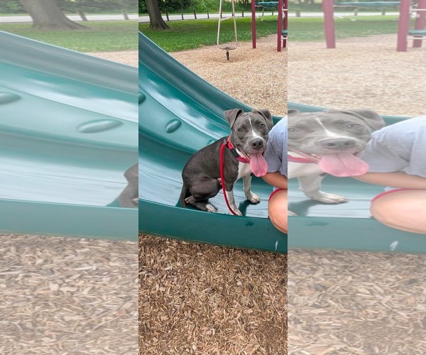 Medium Photo #2 American Pit Bull Terrier-Unknown Mix Puppy For Sale in Germantown, OH, USA