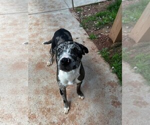American Pit Bull Terrier-Australian Shepherd Mix Dogs for adoption in Harrisville, WV, USA