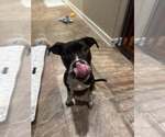 Small #1 American Pit Bull Terrier Mix