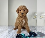 Small Goldendoodle