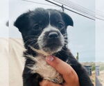 Small Border Collie Mix