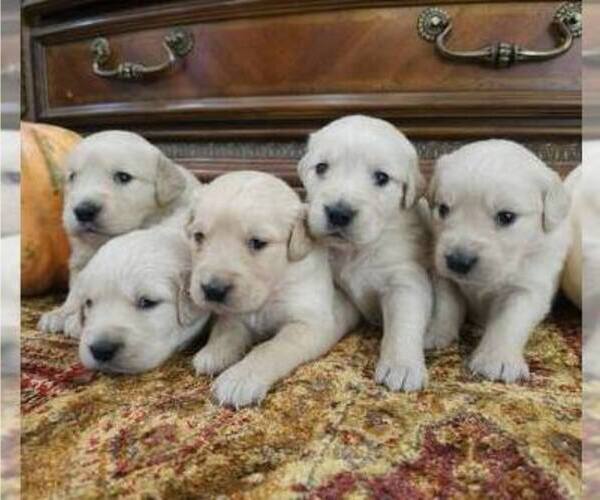 Medium Photo #2 English Cream Golden Retriever Puppy For Sale in SACRAMENTO, CA, USA