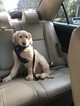 Small Photo #1 Goldendoodle Puppy For Sale in HUMBLE, TX, USA